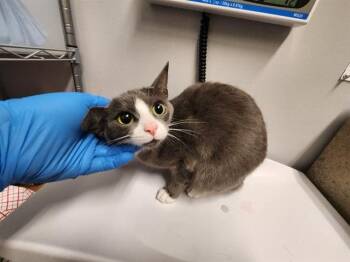OPAL -  Domestic Short Hair Cat for Adoption in Kent, Washington - OPAL | PetCurious