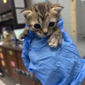 Melon -  Domestic Short Hair Cat for Adoption in Summerville, South Carolina - Melon | PetCurious