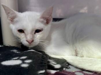 Frosted Flakes -  Domestic Short Hair Cat for Adoption in Powell, Ohio - Frosted Flakes | PetCurious