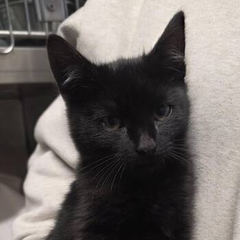 Alistair -  Domestic Short Hair Cat for Adoption in Kennebunk, Maine - Alistair | PetCurious