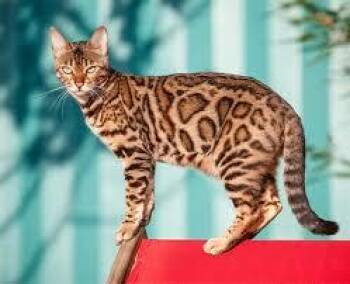 Bengal Cats Available for Adoption in Bettles, Alaska - Crissy- DUPLICATE SUCCESS PAGE EDGE- Case 2 | PetCurious