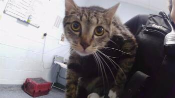 A1267426 -  Domestic Short Hair Cat for Adoption in Charlotte, North Carolina - A1267426 | PetCurious