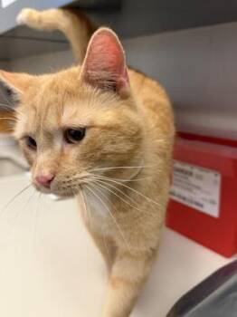 Domestic Short Hair Cats Available for Adoption - Peg Leg | PetCurious