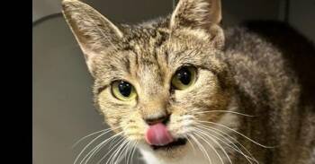 Moira -  Domestic Short Hair Cat for Adoption in Dayton, Minnesota - Moira | PetCurious