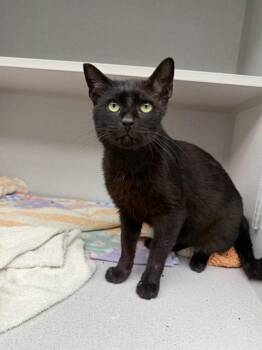 Domestic Short Hair Cats Available for Adoption in Omaha, Nebraska - PADFOOT | PetCurious