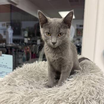 Lola -  Domestic Short Hair Cat for Adoption in Crystal Lake, Illinois - Lola | PetCurious