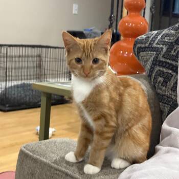 Tabby Cats Available for Adoption in Columbia, South Carolina - Cholula | PetCurious