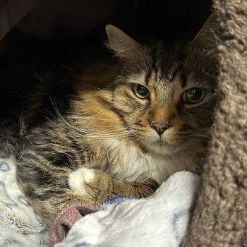 Bubbers -  Domestic Long Hair Cat for Adoption in Chilliwack, British Columbia - Bubbers | PetCurious