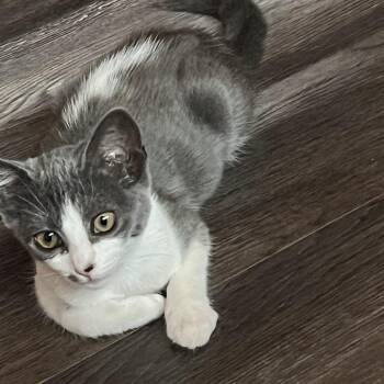 Pop -  Domestic Short Hair Cat for Adoption in Long Beach, California - Pop | PetCurious