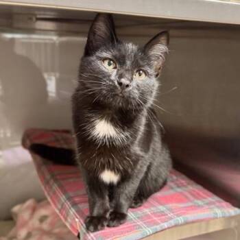 Domestic Short Hair Cats Available for Adoption - Midnight Courtesy Listing | PetCurious