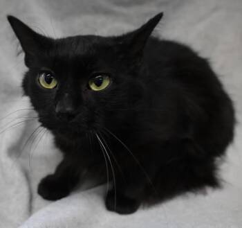 Shari -  Domestic Short Hair Cat for Adoption in Thief River Falls, Minnesota - Shari | PetCurious