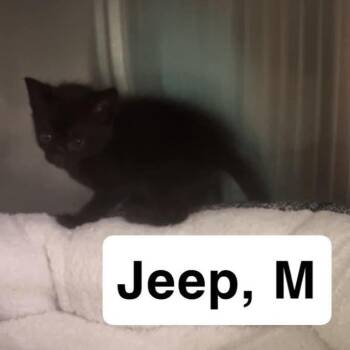 The Cars Kittens - Jeep -  Domestic Short Hair Cat for Adoption in Washington, District Of Columbia - The Cars Kittens - Jeep | PetCurious