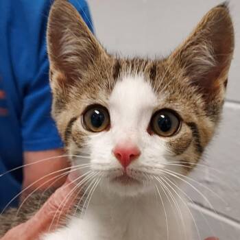 Keith Kabob -  Domestic Short Hair Cat for Adoption in Dayton, Ohio - Keith Kabob | PetCurious