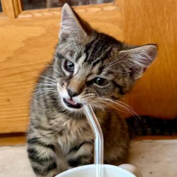 Crown -  Domestic Short Hair Cat for Adoption in Evanston, Illinois - Crown | PetCurious