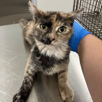 Beans -  Domestic Medium Hair Cat for Adoption in Las Cruces, New Mexico - Beans | PetCurious