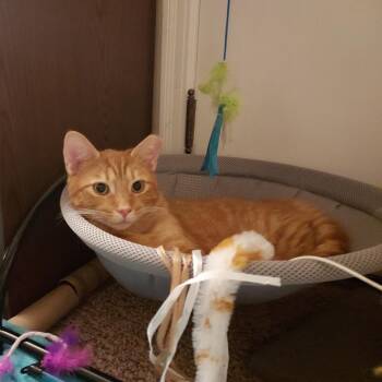 Charlie -  Domestic Short Hair Cat for Adoption in Ephrata, Pennsylvania - Charlie | PetCurious