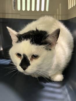 Rescue Domestic Short Hair Cats for Adoption in Cincinnati, Ohio - Winnie | PetCurious