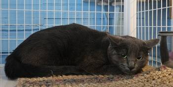 Domestic Short Hair Cats Available for Adoption in Claremont, New Hampshire - Siobhan | PetCurious