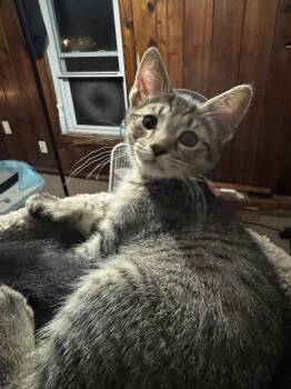 Dudley -  Domestic Medium Hair Cat for Adoption in Muncie, Indiana - Dudley | PetCurious
