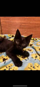 Lucky (foster to adopt) -  Domestic Short Hair and Bombay Cat for Adoption - Lucky (foster To Adopt) | PetCurious