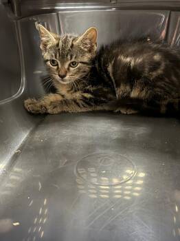 Beelzy -  Domestic Short Hair Cat for Adoption in Pomona, New York - Beelzy | PetCurious