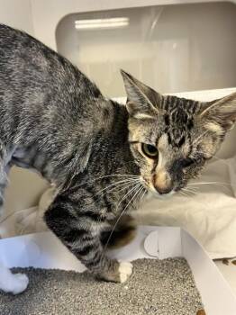 NIKY -  Domestic Short Hair Cat for Adoption in Doral, Florida - NIKY | PetCurious