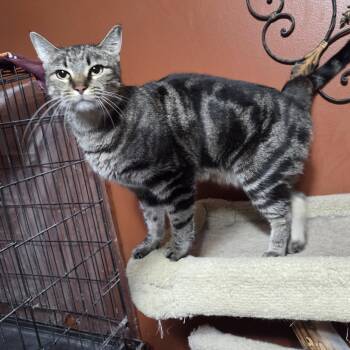 Rescue Tabby Cats for Adoption in Orlando, Florida - Comet | PetCurious