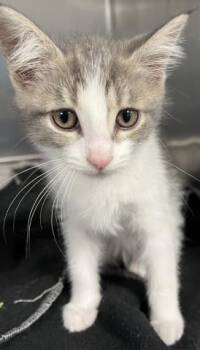 RITA -  Domestic Short Hair Cat for Adoption - RITA | PetCurious