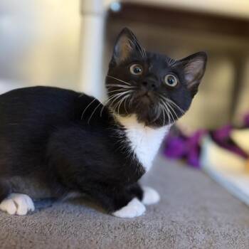 Gummy -  Domestic Medium Hair Cat for Adoption in Dublin, California - Gummy | PetCurious
