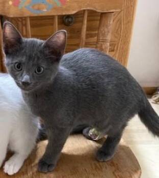 Grayson -  Russian Blue Cat for Adoption in Midland, Michigan - Grayson | PetCurious