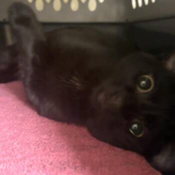 Midnight -  Domestic Short Hair Cat for Adoption in Saint Charles, Missouri - Midnight | PetCurious