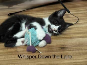 Board Game Kittens -  Domestic Short Hair Cat for Adoption in Landenberg, Pennsylvania - Board Game Kittens | PetCurious