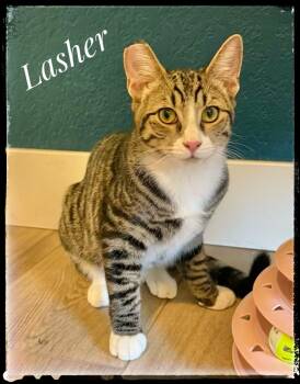 Rescue Domestic Short Hair Cats for Adoption in El Cajon, California - Lasher | PetCurious