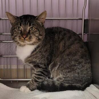 Paxton -  Domestic Short Hair Cat for Adoption in Vancouver, Washington - Paxton | PetCurious