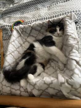 Kelly -  Domestic Long Hair Cat for Adoption in Lafayette, Colorado - Kelly | PetCurious