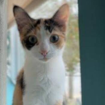 Artemis -  Domestic Short Hair Cat for Adoption in Little Mountain, South Carolina - Artemis | PetCurious