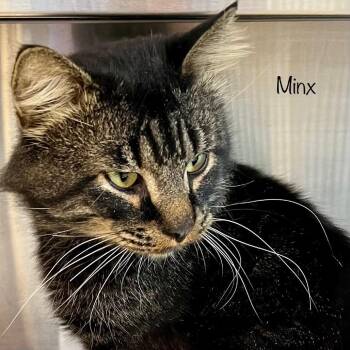 Minx -  Domestic Long Hair Cat for Adoption in Madisonville, Tennessee - Minx | PetCurious