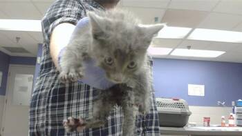 ASH -  Domestic Short Hair Cat for Adoption in Omaha, Nebraska - ASH | PetCurious