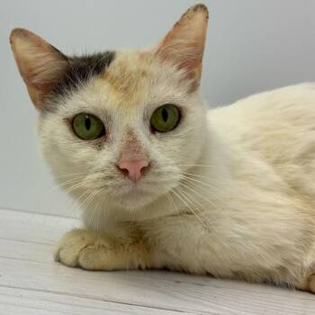 Domestic Short Hair Cats Available for Adoption - Cosmic Brownie | PetCurious