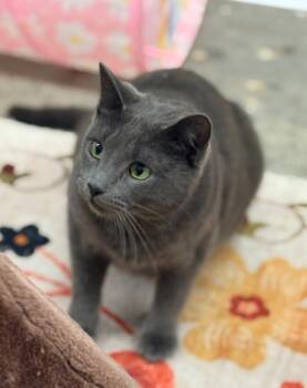 Harper -  Domestic Short Hair Cat for Adoption in Napa, California - Harper | PetCurious