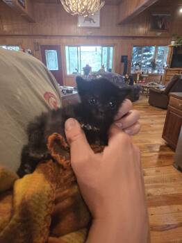 Cheese -  Domestic Short Hair Cat for Adoption in Salmon, Idaho - Cheese | PetCurious