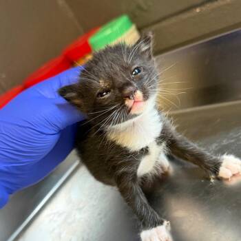 TUSC-Stray-85488_2_3_4_5 -  Domestic Short Hair Cat for Adoption in Tuscaloosa, Alabama - TUSC-Stray-85488_2_3_4_5 | PetCurious
