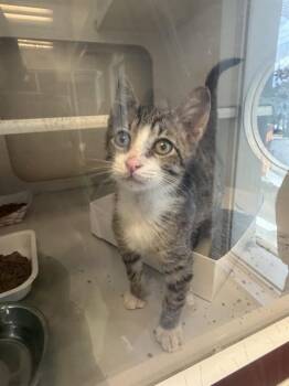 Domestic Short Hair Cats Available for Adoption in Doral, Florida - FALCON | PetCurious