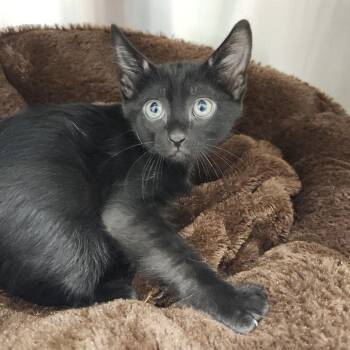 Espresso -  Domestic Short Hair Cat for Adoption in Clearwater, Florida - Espresso | PetCurious