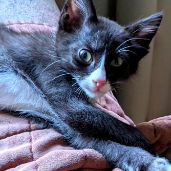 Bob C12239 -  Domestic Short Hair Cat for Adoption - Bob C12239 | PetCurious