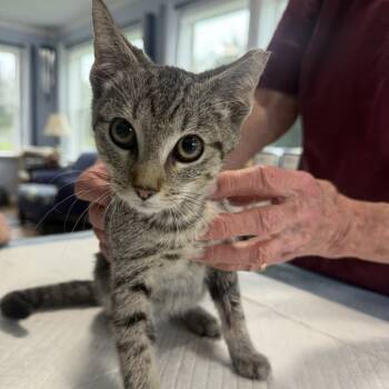 Rescue Domestic Short Hair Cats for Adoption in Woodstock, Virginia - Rikki Rocket Rayburn | PetCurious