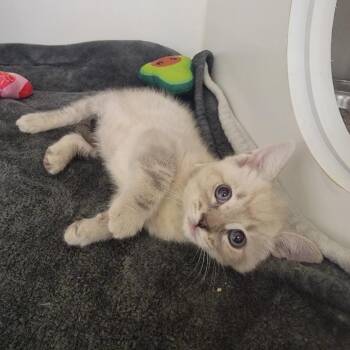 Domestic Short Hair Cats Available for Adoption in Phoenix, Arizona - Peso | PetCurious