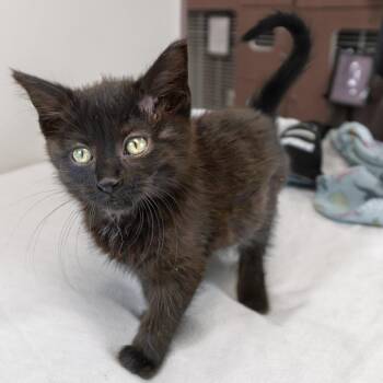 Ginny -  Domestic Short Hair Cat for Adoption in South Elgin, Illinois - Ginny | PetCurious