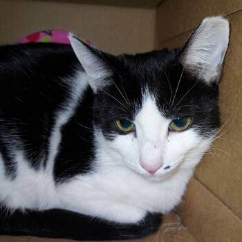 Rescue Domestic Short Hair Cats for Adoption in Dayton, Ohio - Cindy | PetCurious