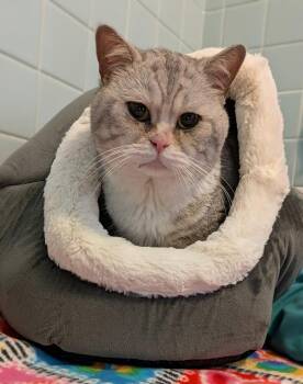 Domestic Short Hair and British Shorthair Cats Available for Adoption in Duxbury, Massachusetts - Mozart | PetCurious